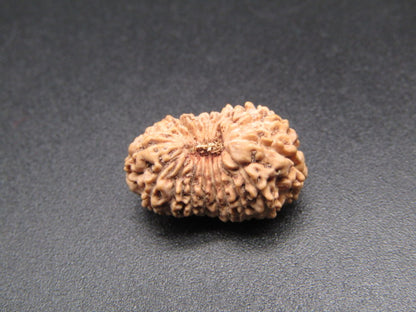 18 Mukhi Indonesia Natural Rudraksha 17.85 mm Rudraksha Report No. RDQ0044408