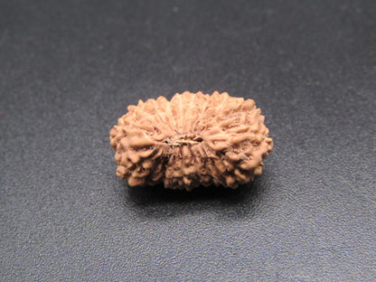 18 Mukhi Indonesia Natural Rudraksha 17.93 mm Rudraksha Report No. RDQ0044409