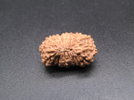 18 Mukhi Indonesia Natural Rudraksha 17.93 mm Rudraksha Report No. RDQ0044409