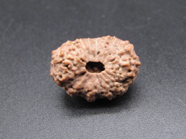 17 Mukhi Indonesia Natural Rudraksha 20.10 mm Rudraksha Report No. RDQ0044410