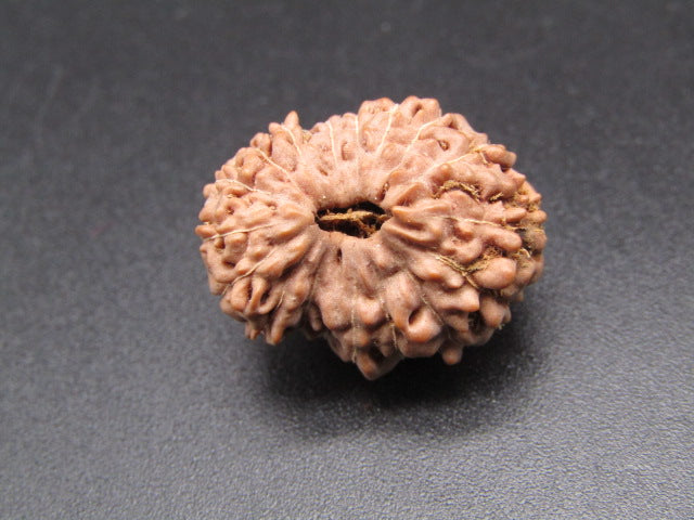 17 Mukhi Indonesia Natural Rudraksha 21.75 mm Rudraksha Report No. RDQ0044411