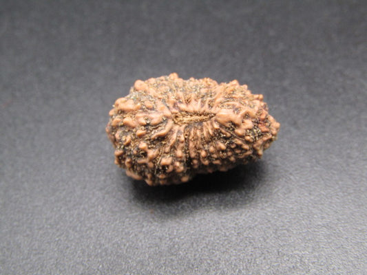 17 Mukhi Indonesia Natural Rudraksha 19.55 mm Rudraksha Report No. RDQ0044412