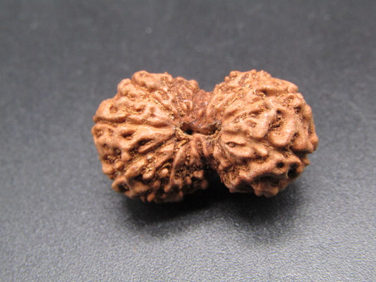 15 Mukhi Indonesia Natural Rudraksha 25.00 mm Rudraksha Report No. RDQ0044416