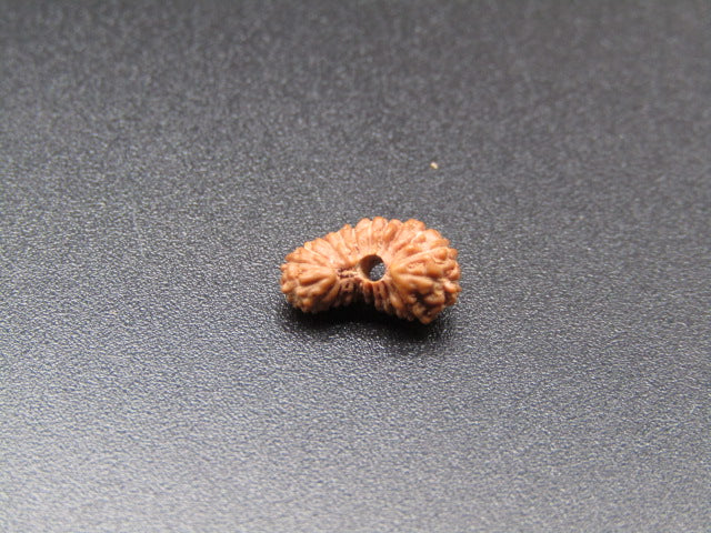 21 Mukhi Indonesia Natural Rudraksha 10.25 mm Rudraksha Report No. RDGJ620139