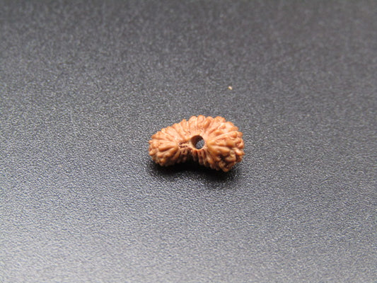 21 Mukhi Indonesia Natural Rudraksha 10.25 mm Rudraksha Report No. RDGJ620139