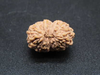 14 Mukhi Indonesia Natural Rudraksha 17.16 mm Rudraksha Report No. RDQ0044276