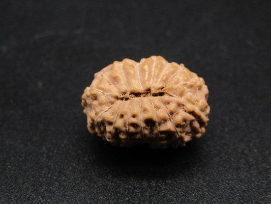 14 Mukhi Indonesia Natural Rudraksha 17.16 mm Rudraksha Report No. RDQ0044276