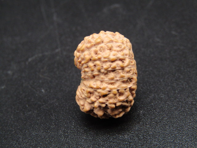 14 Mukhi Indonesia Natural Rudraksha 17.16 mm Rudraksha Report No. RDQ0044276