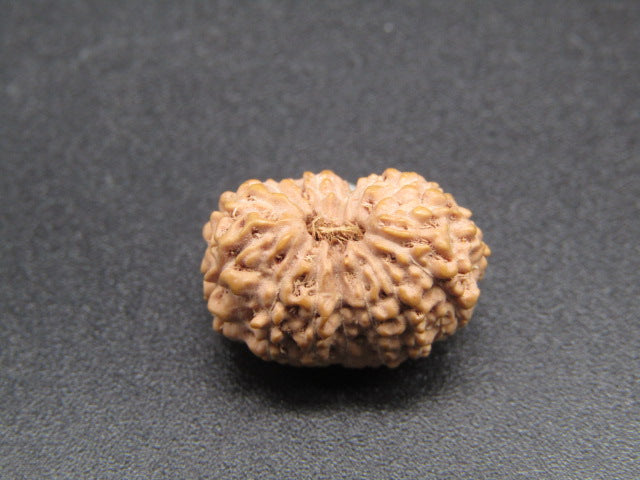 14 Mukhi Indonesia Natural Rudraksha 17.16 mm Rudraksha Report No. RDQ0044276