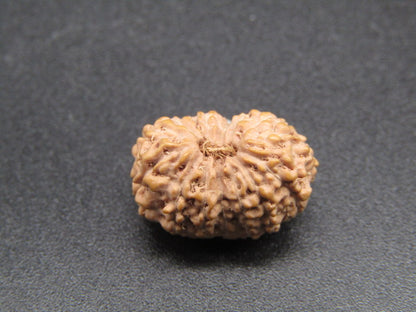 14 Mukhi Indonesia Natural Rudraksha 17.16 mm Rudraksha Report No. RDQ0044276