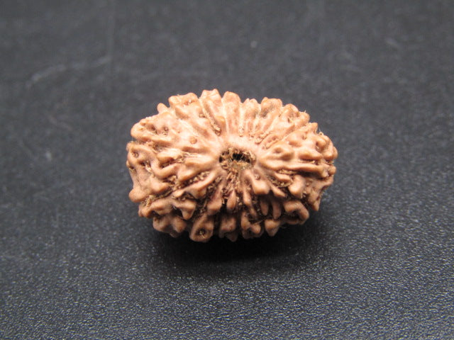 15 Mukhi Indonesia Natural Rudraksha 17.00 mm Rudraksha Report No. RDQ0044277