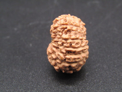 15 Mukhi Indonesia Natural Rudraksha 17.00 mm Rudraksha Report No. RDQ0044277