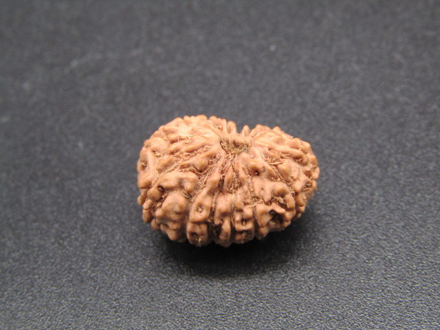 15 Mukhi Indonesia Natural Rudraksha 17.00 mm Rudraksha Report No. RDQ0044277
