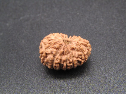 15 Mukhi Indonesia Natural Rudraksha 17.00 mm Rudraksha Report No. RDQ0044277