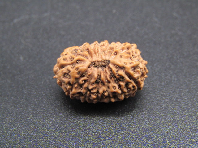15 Mukhi Indonesia Natural Rudraksha 17.35 mm Rudraksha Report No. RDQ0044278