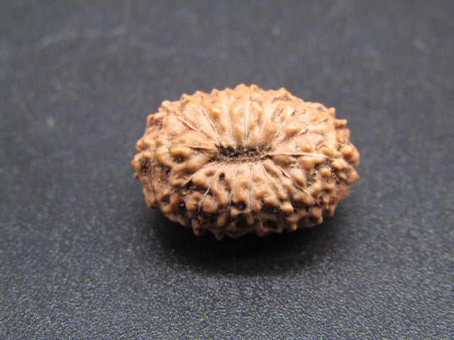 15 Mukhi Indonesia Natural Rudraksha 17.35 mm Rudraksha Report No. RDQ0044278