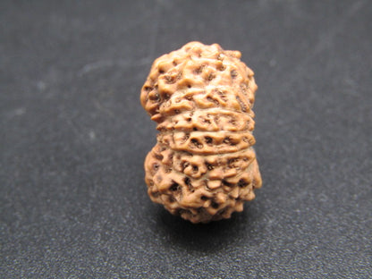 15 Mukhi Indonesia Natural Rudraksha 17.35 mm Rudraksha Report No. RDQ0044278