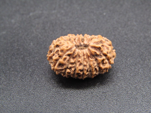 15 Mukhi Indonesia Natural Rudraksha 17.35 mm Rudraksha Report No. RDQ0044278