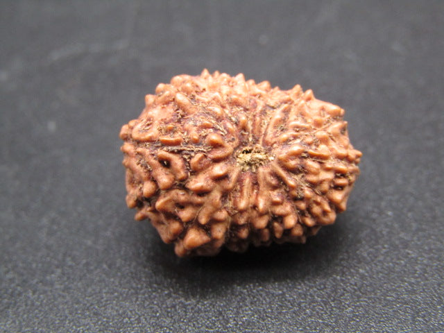 15 Mukhi Indonesia Natural Rudraksha 19.05 mm Rudraksha Report No. RDQ0044279