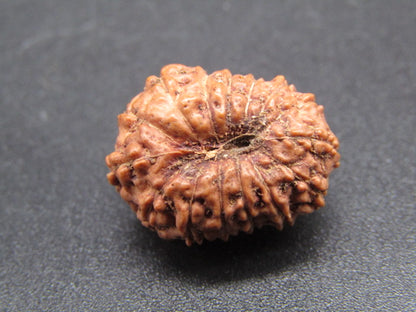 15 Mukhi Indonesia Natural Rudraksha 19.05 mm Rudraksha Report No. RDQ0044279