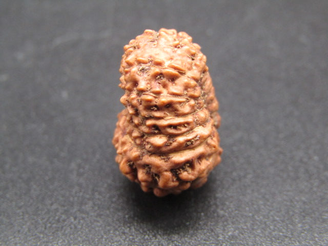 15 Mukhi Indonesia Natural Rudraksha 19.05 mm Rudraksha Report No. RDQ0044279