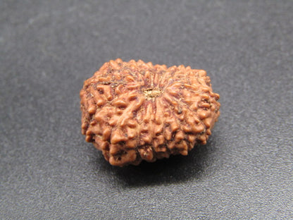 15 Mukhi Indonesia Natural Rudraksha 19.05 mm Rudraksha Report No. RDQ0044279