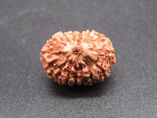 15 Mukhi Indonesia Natural Rudraksha 17.21 mm Rudraksha Report No. RDQ0044280