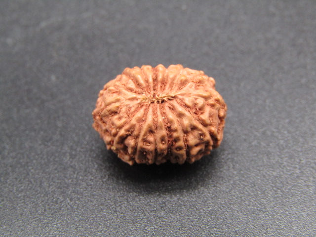 15 Mukhi Indonesia Natural Rudraksha 17.21 mm Rudraksha Report No. RDQ0044280