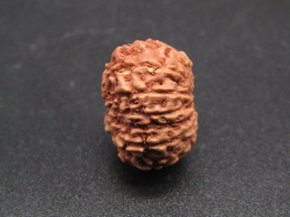 15 Mukhi Indonesia Natural Rudraksha 17.21 mm Rudraksha Report No. RDQ0044280