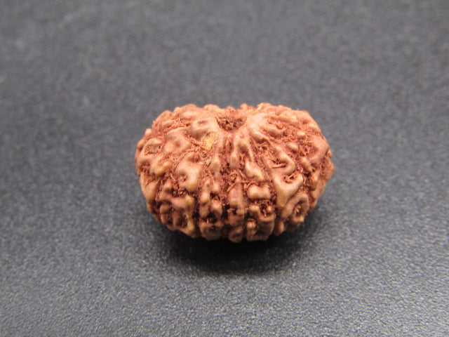 15 Mukhi Indonesia Natural Rudraksha 17.21 mm Rudraksha Report No. RDQ0044280