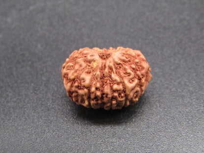 15 Mukhi Indonesia Natural Rudraksha 17.21 mm Rudraksha Report No. RDQ0044280