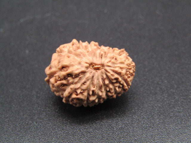 14 Mukhi Indonesia Natural Rudraksha 18.80 mm Rudraksha Report No. RDQ0044281