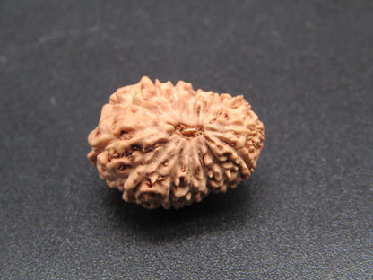 14 Mukhi Indonesia Natural Rudraksha 18.80 mm Rudraksha Report No. RDQ0044281