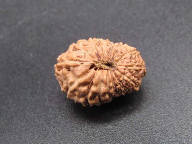 14 Mukhi Indonesia Natural Rudraksha 18.80 mm Rudraksha Report No. RDQ0044281