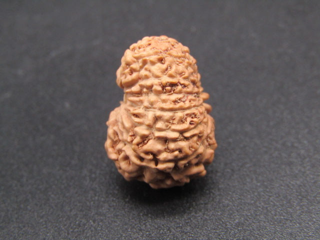 14 Mukhi Indonesia Natural Rudraksha 18.80 mm Rudraksha Report No. RDQ0044281