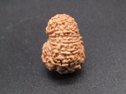 14 Mukhi Indonesia Natural Rudraksha 18.80 mm Rudraksha Report No. RDQ0044281