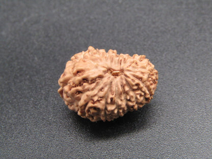 14 Mukhi Indonesia Natural Rudraksha 18.80 mm Rudraksha Report No. RDQ0044281