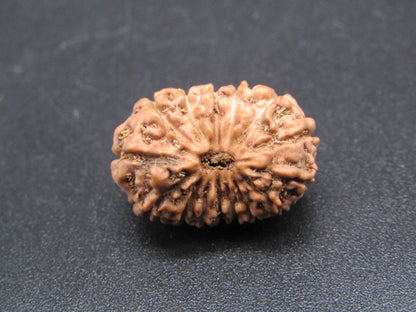15 Mukhi Indonesia Natural Rudraksha 18.50 mm Rudraksha Report No. RDQ0044282
