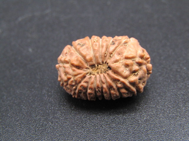 15 Mukhi Indonesia Natural Rudraksha 18.50 mm Rudraksha Report No. RDQ0044282