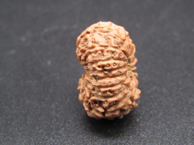 15 Mukhi Indonesia Natural Rudraksha 18.50 mm Rudraksha Report No. RDQ0044282