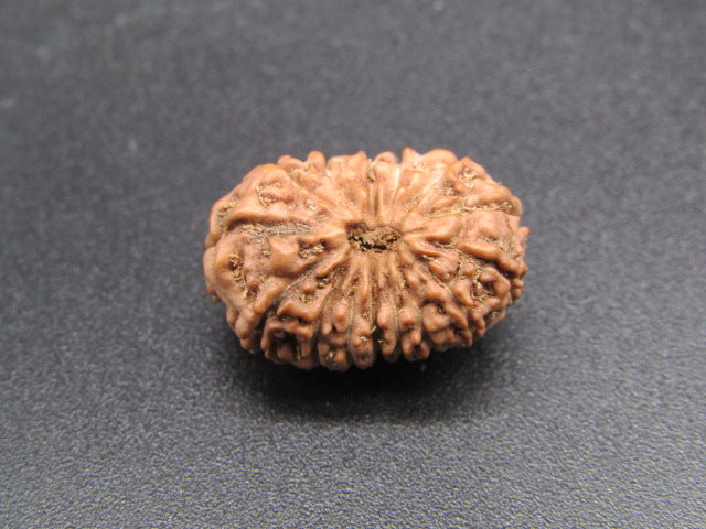 15 Mukhi Indonesia Natural Rudraksha 18.50 mm Rudraksha Report No. RDQ0044282