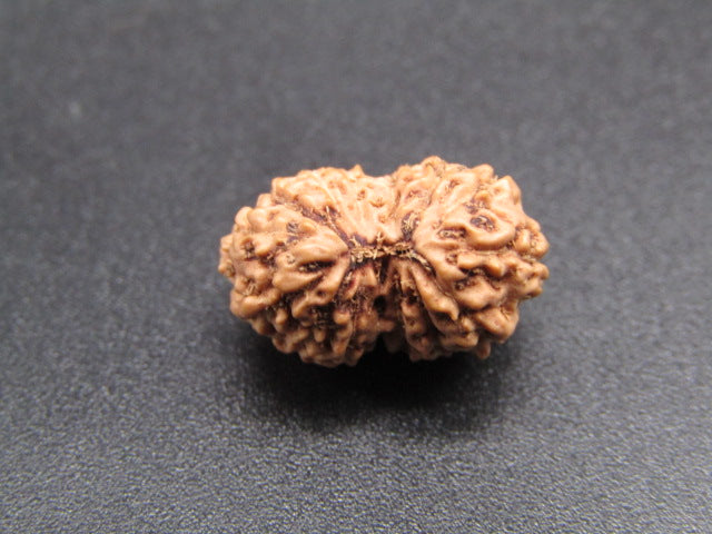15 Mukhi Indonesia Natural Rudraksha 16.48 mm Rudraksha Report No. RDQ0044283