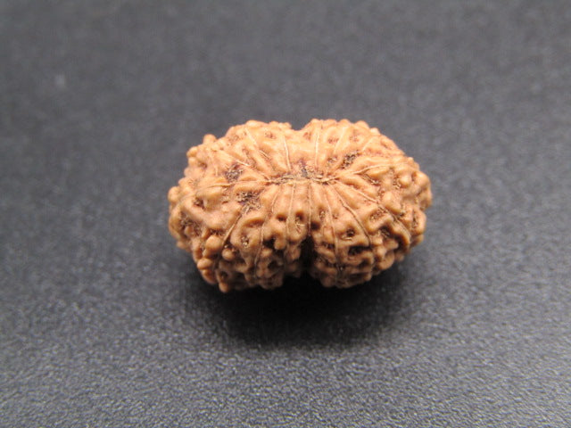 15 Mukhi Indonesia Natural Rudraksha 16.48 mm Rudraksha Report No. RDQ0044283