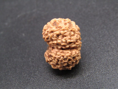 15 Mukhi Indonesia Natural Rudraksha 16.48 mm Rudraksha Report No. RDQ0044283
