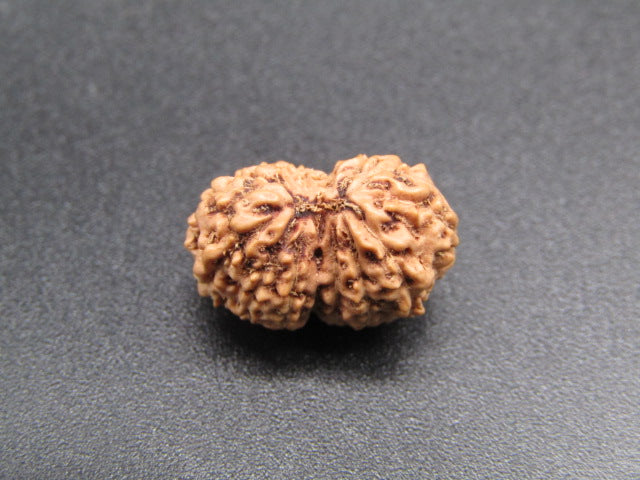15 Mukhi Indonesia Natural Rudraksha 16.48 mm Rudraksha Report No. RDQ0044283