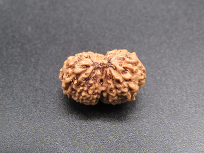 15 Mukhi Indonesia Natural Rudraksha 16.48 mm Rudraksha Report No. RDQ0044283