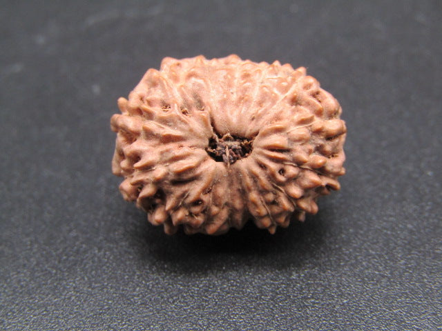 15 Mukhi Indonesia Natural Rudraksha 19.57 mm Rudraksha Report No. RDQ0044284