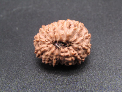 15 Mukhi Indonesia Natural Rudraksha 19.57 mm Rudraksha Report No. RDQ0044284