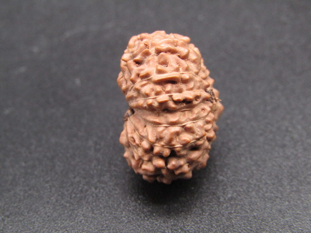 15 Mukhi Indonesia Natural Rudraksha 19.57 mm Rudraksha Report No. RDQ0044284