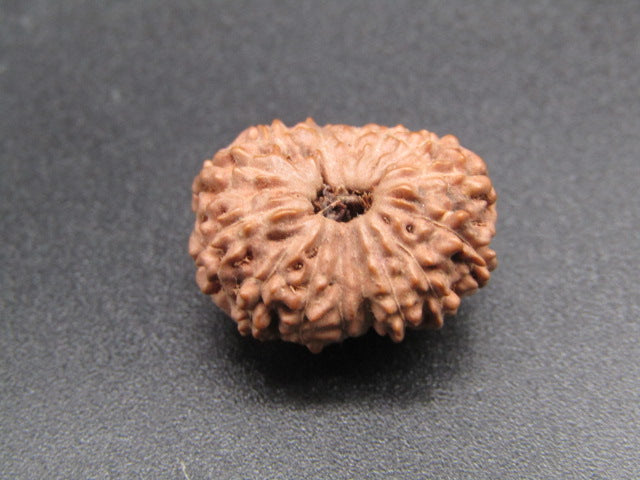 15 Mukhi Indonesia Natural Rudraksha 19.57 mm Rudraksha Report No. RDQ0044284